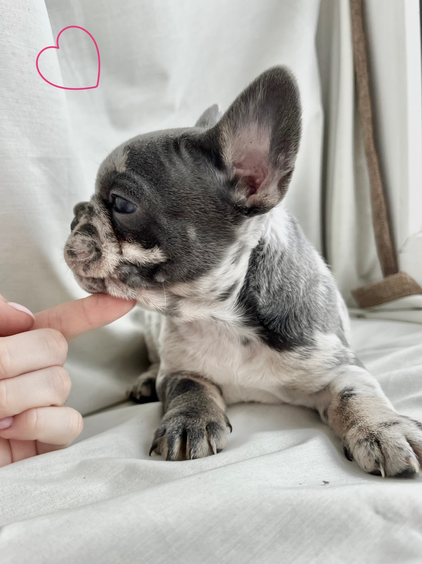 Цуценята французького бульдога