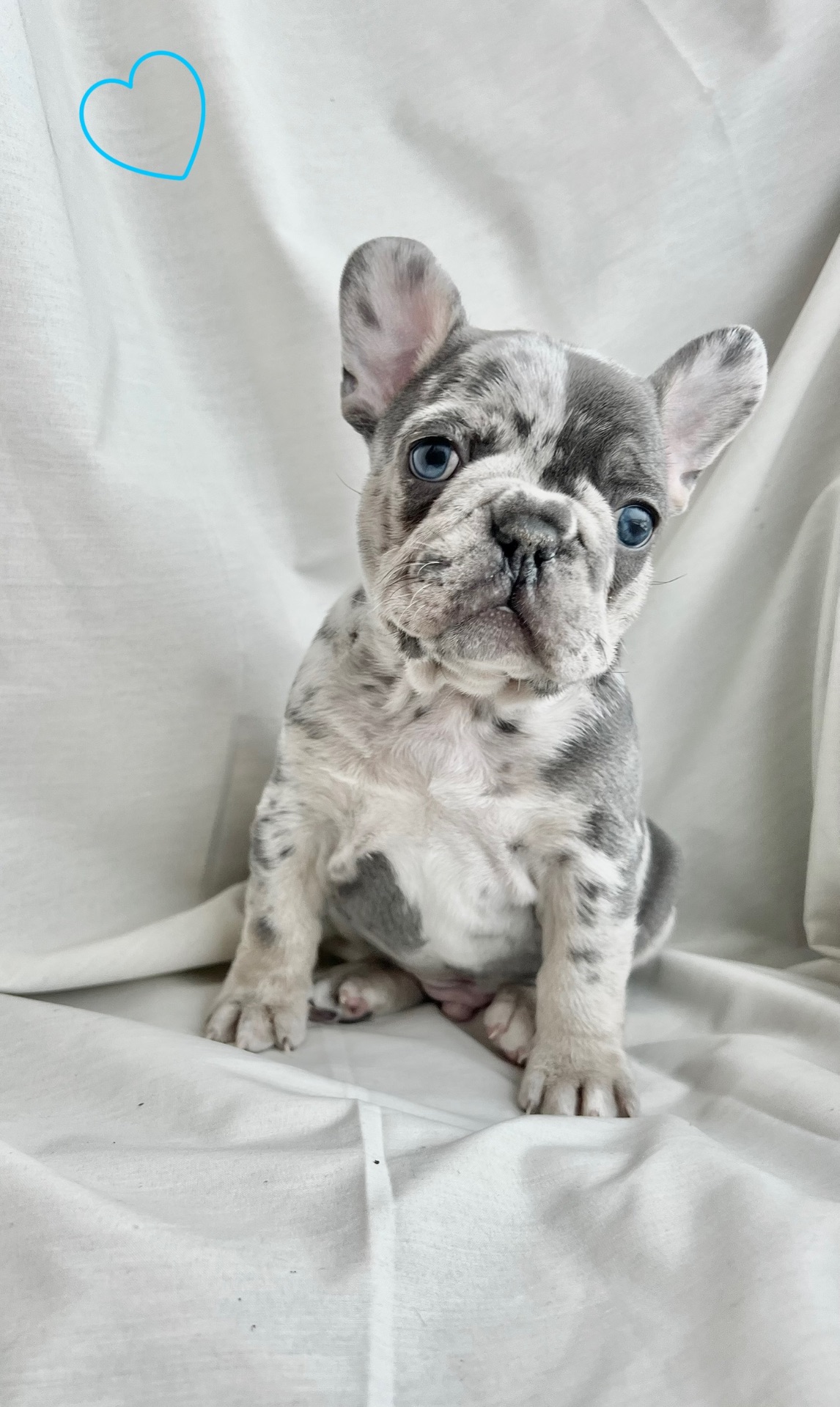 Цуценята французького бульдога