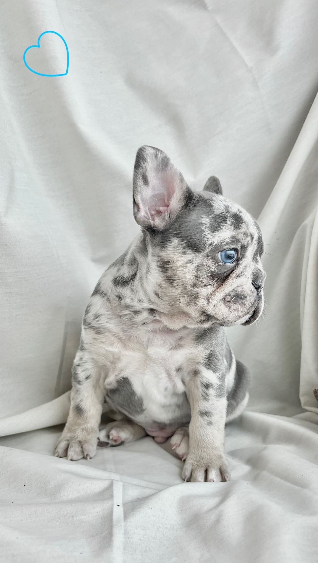 Цуценята французького бульдога