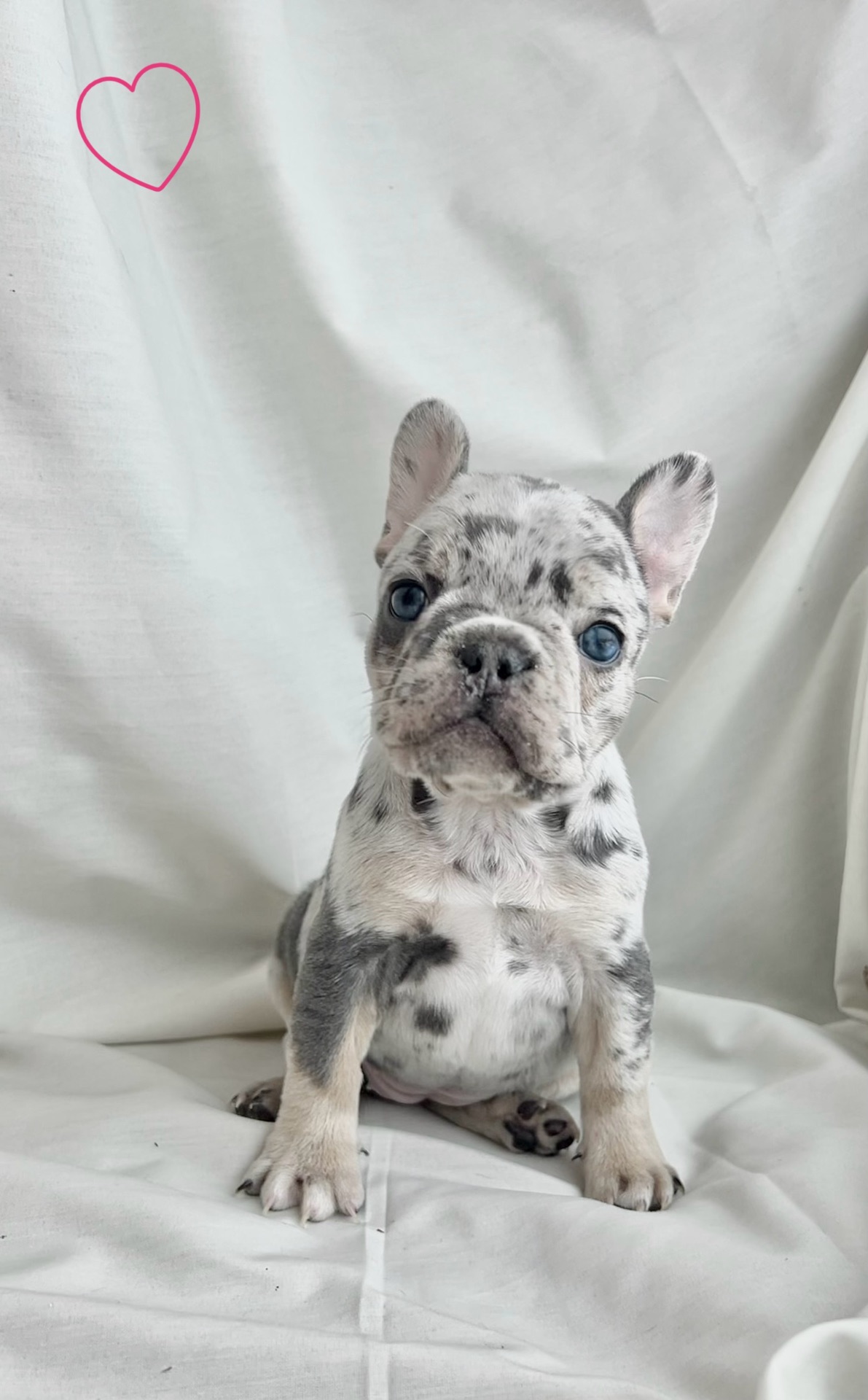 Цуценята французького бульдога