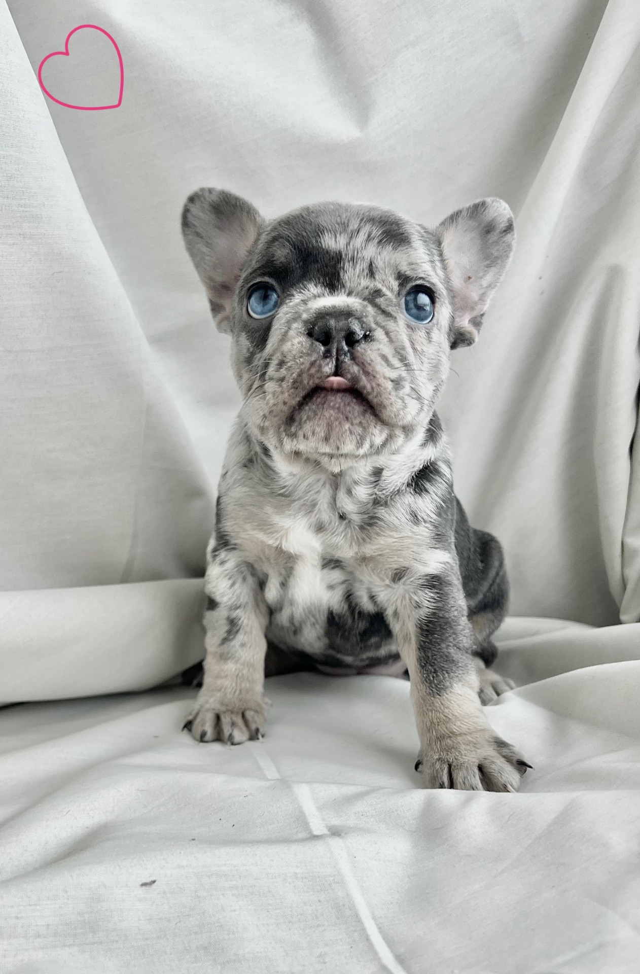 Цуценята французького бульдога