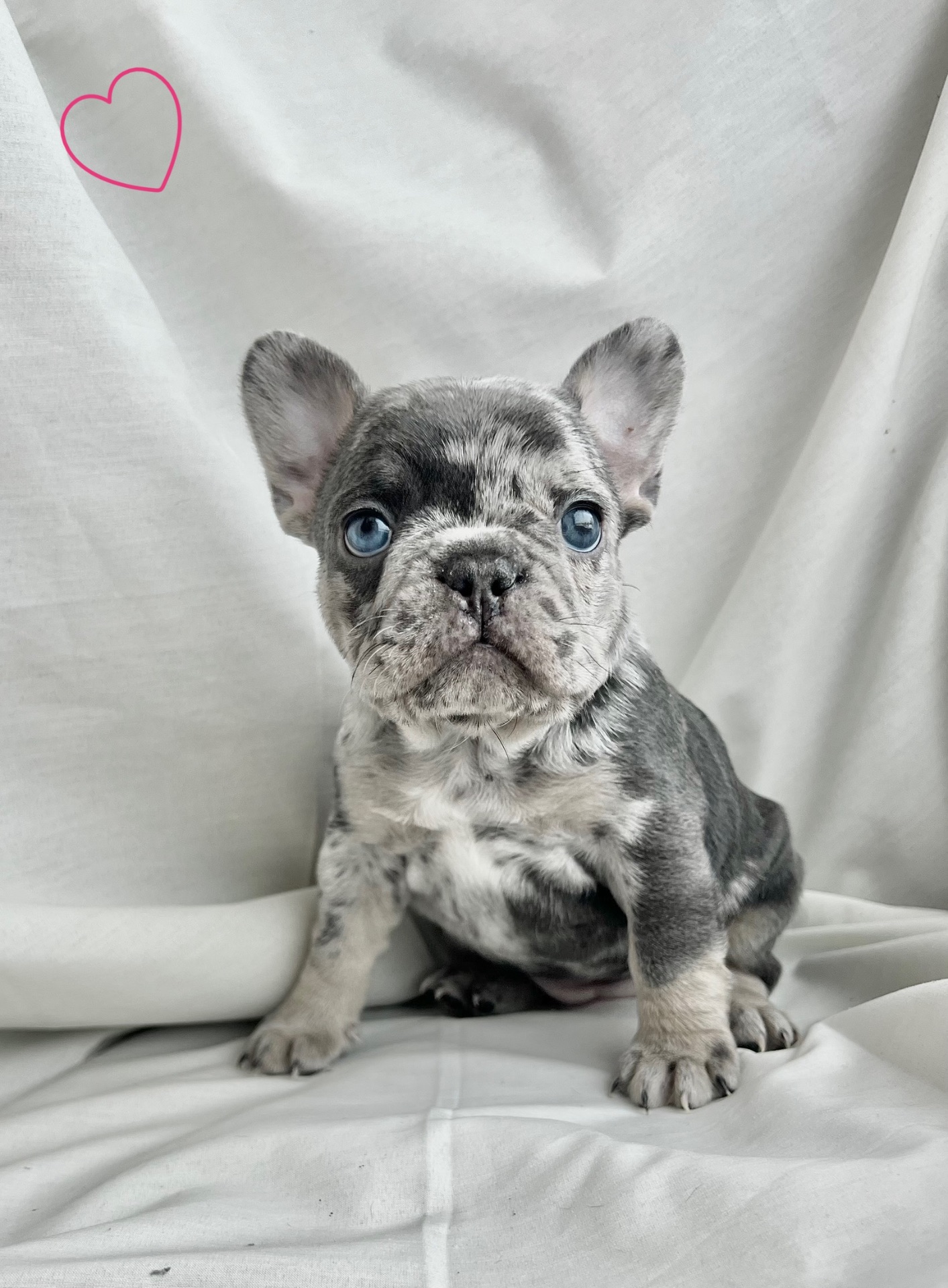 Цуценята французького бульдога