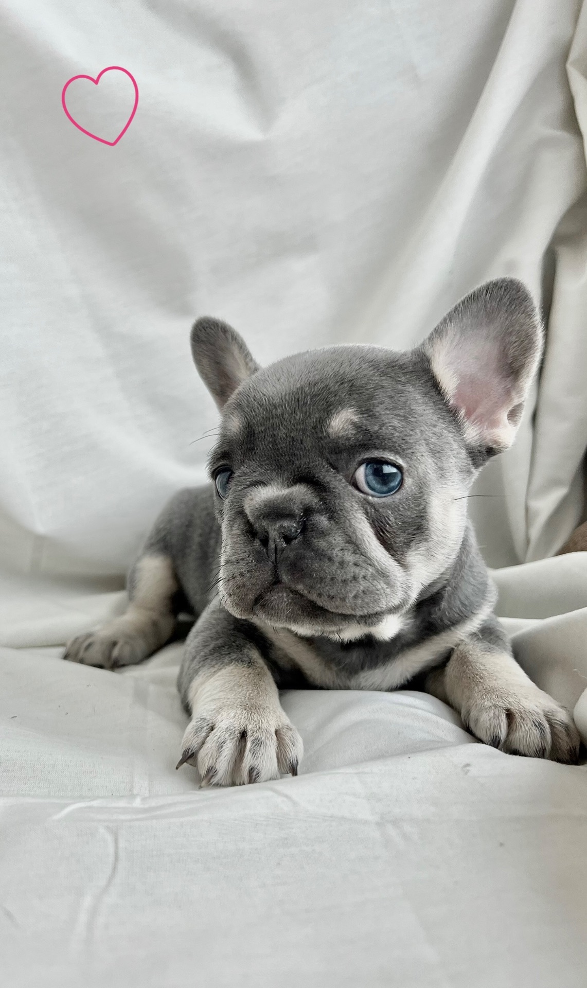 Цуценята французького бульдога