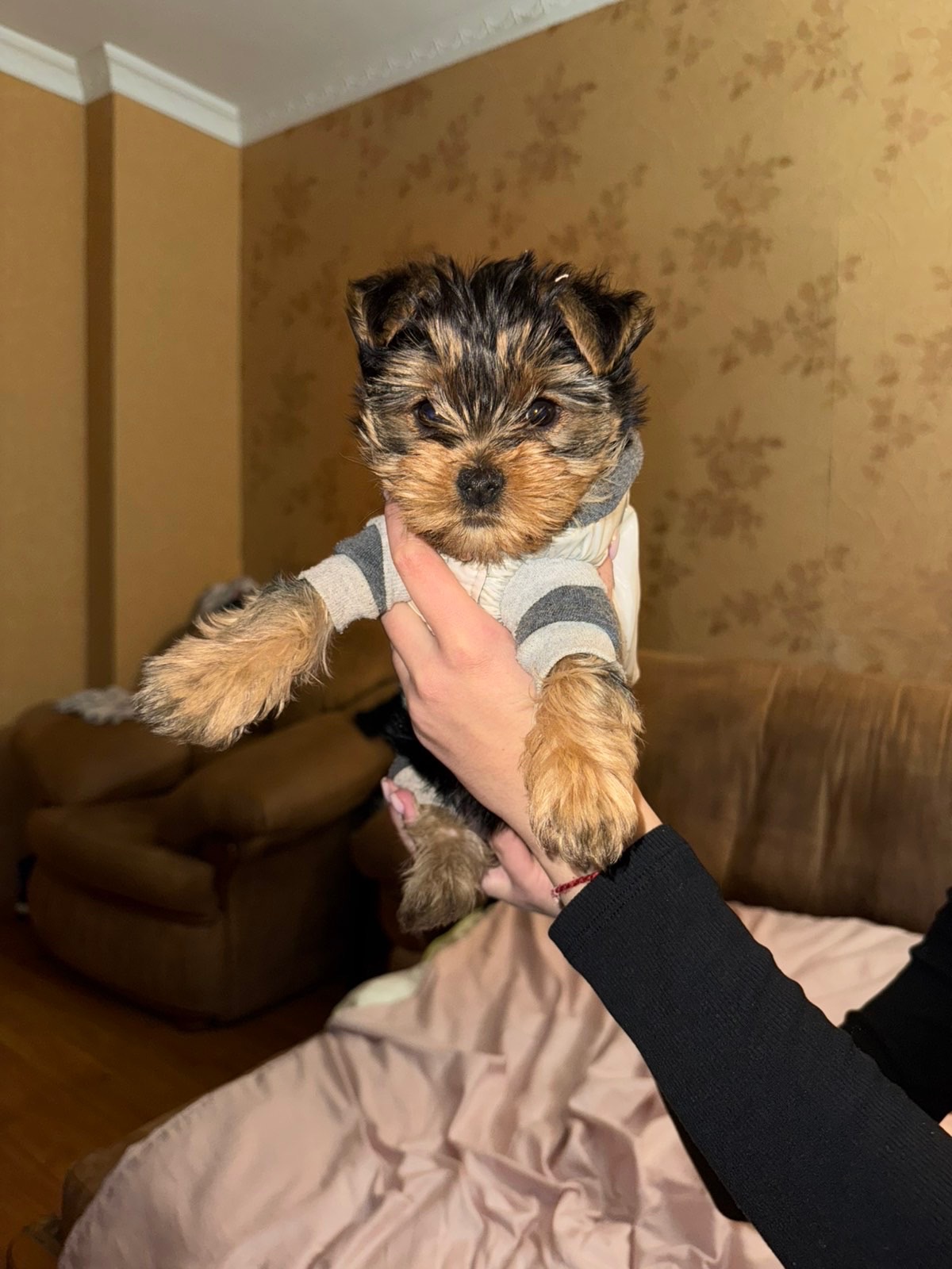 Йоркширський терʼєр