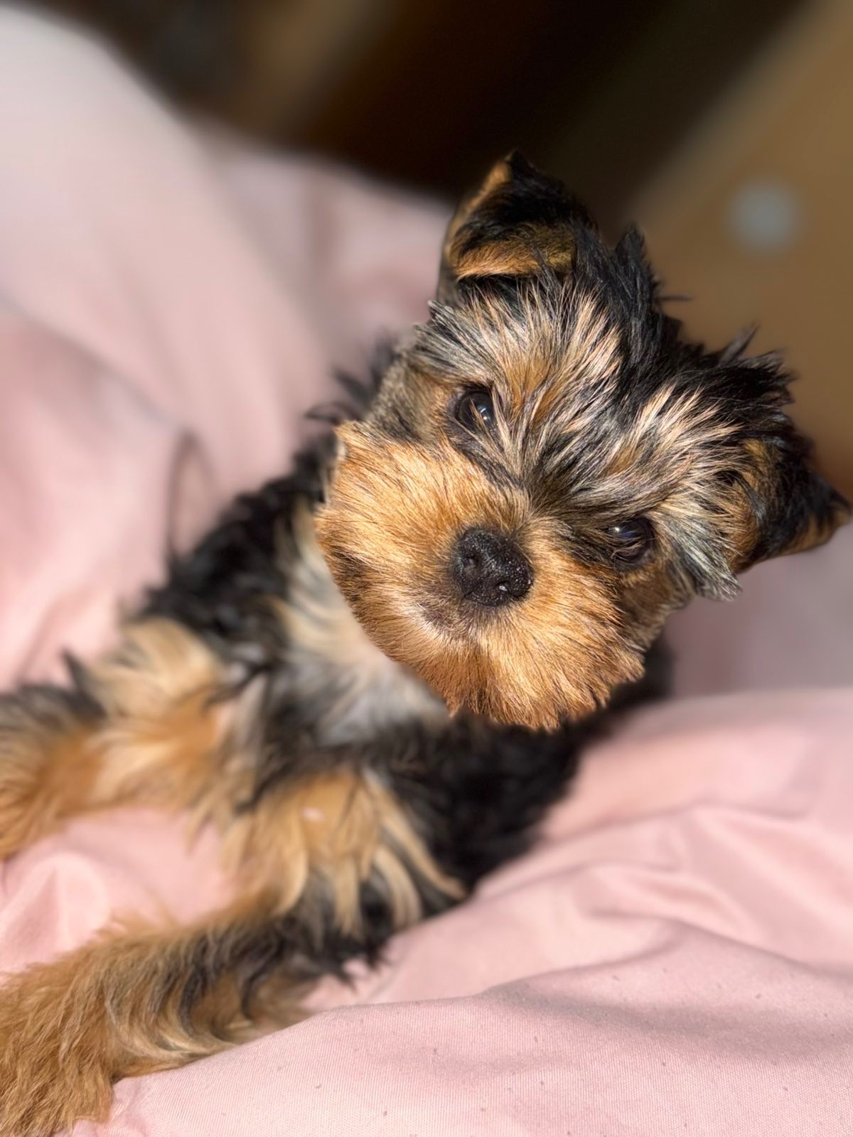 Йоркширський терʼєр