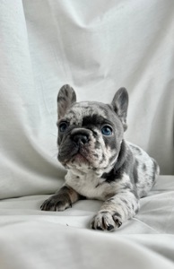 Цуценята французького бульдога