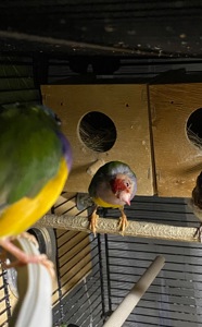 Самець гульда