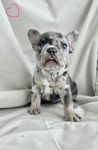 Цуценята французького бульдога