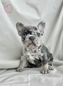 Цуценята французького бульдога