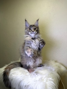 Meine Coon дівчинка