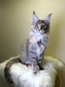 Meine Coon дівчинка