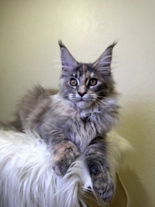 Meine Coon дівчинка