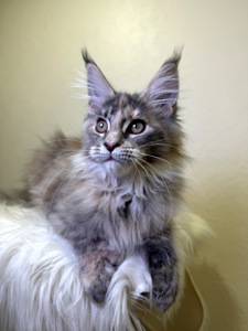 Meine Coon дівчинка