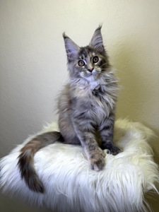 Meine Coon дівчинка