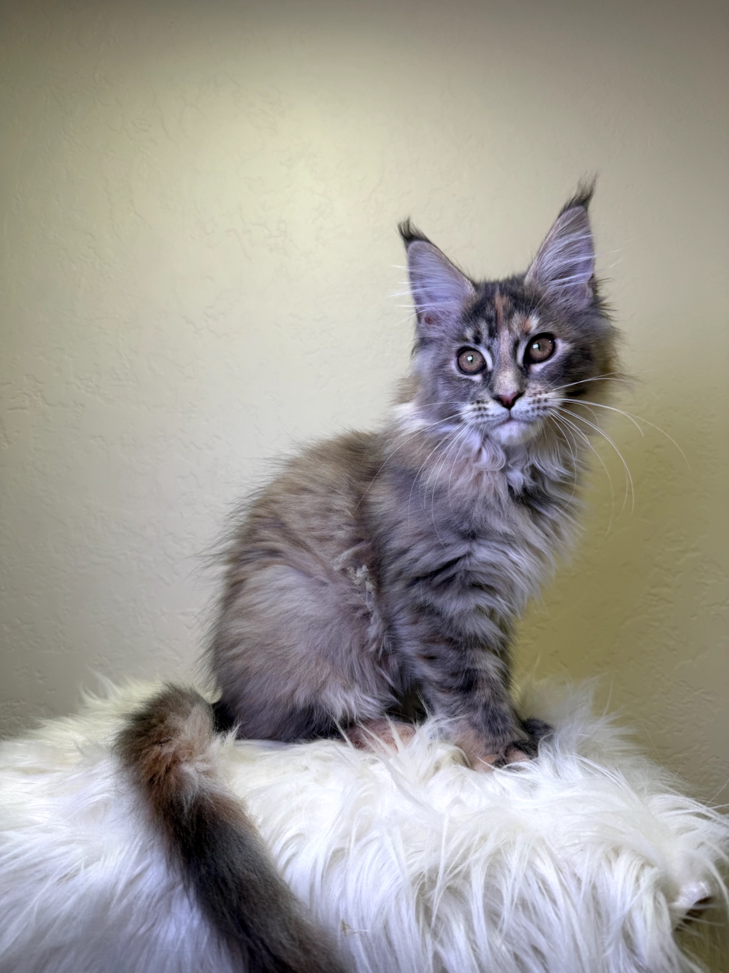 Meine Coon дівчинка