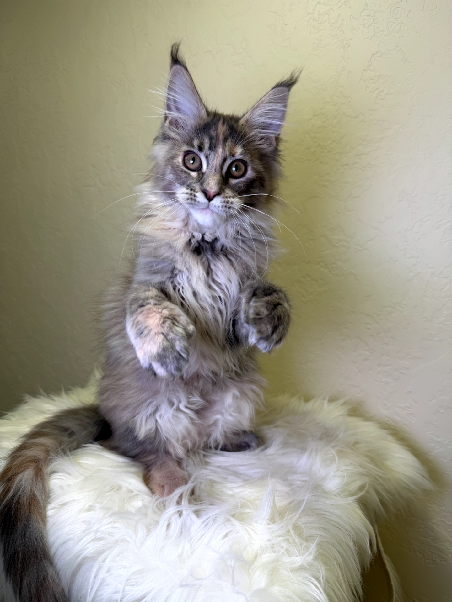 Meine Coon дівчинка