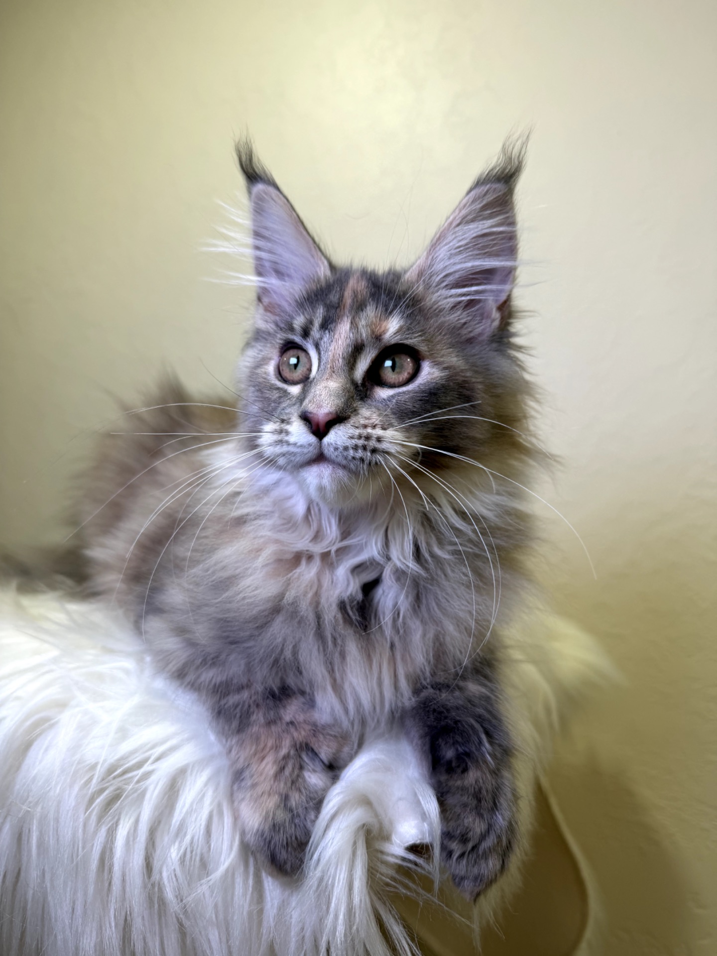 Meine Coon дівчинка