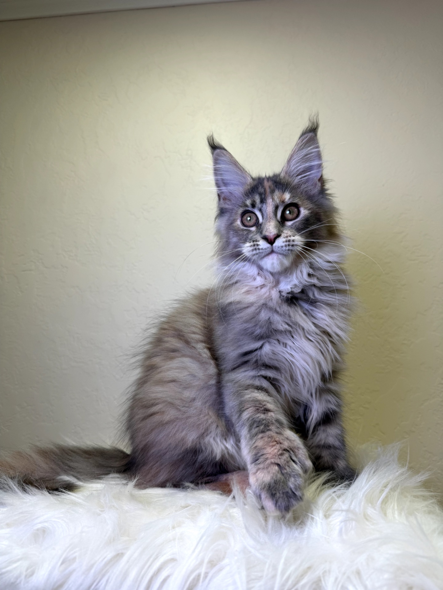 Meine Coon дівчинка