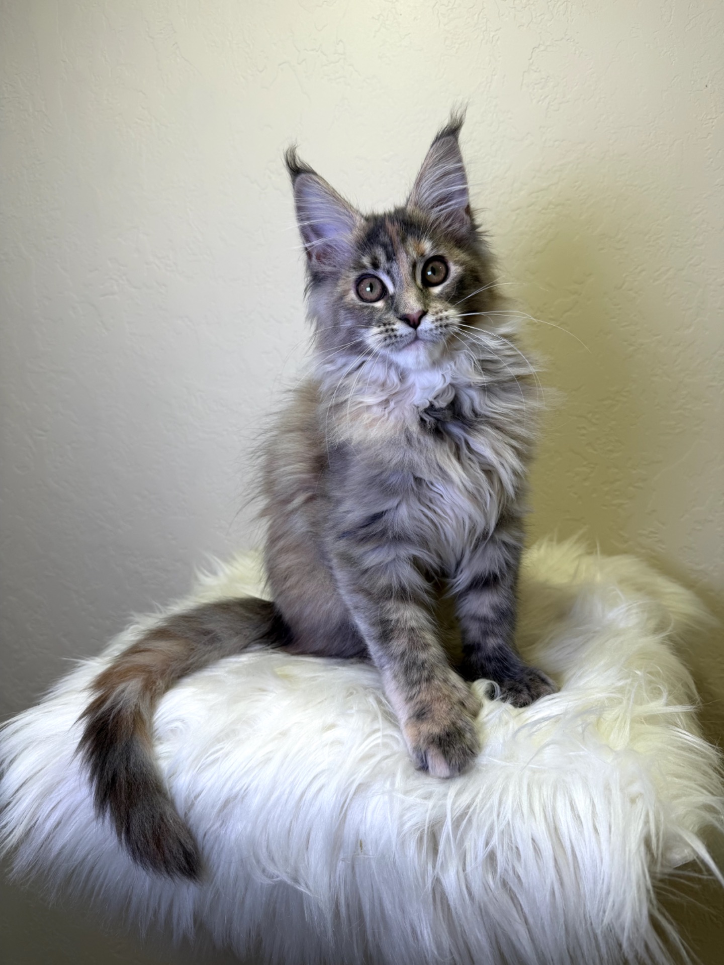 Meine Coon дівчинка