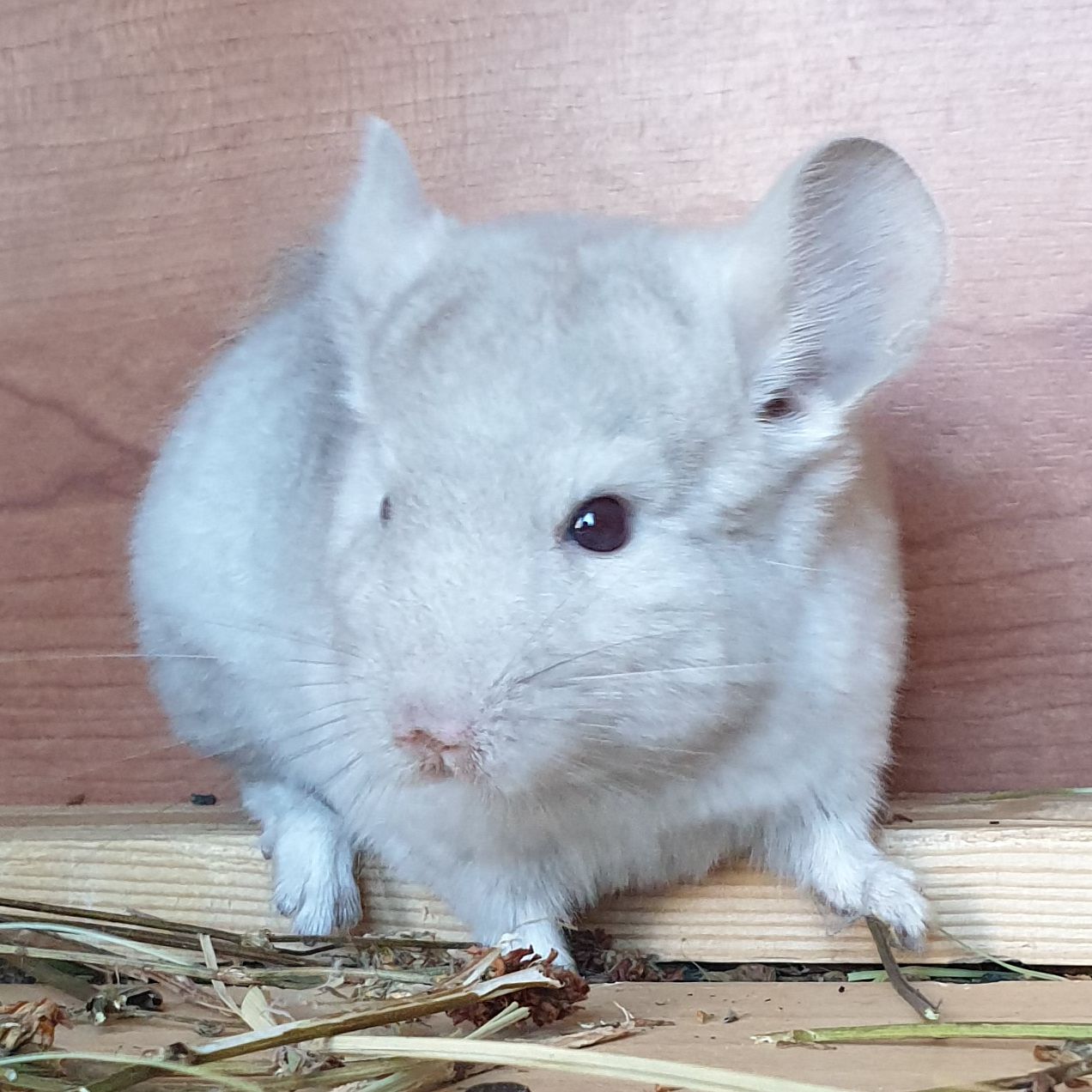 Маленький самец шиншиллы Бежевый носитель ангоры и фиолета