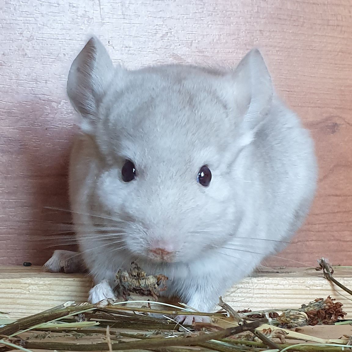 Маленький самец шиншиллы Бежевый носитель ангоры и фиолета