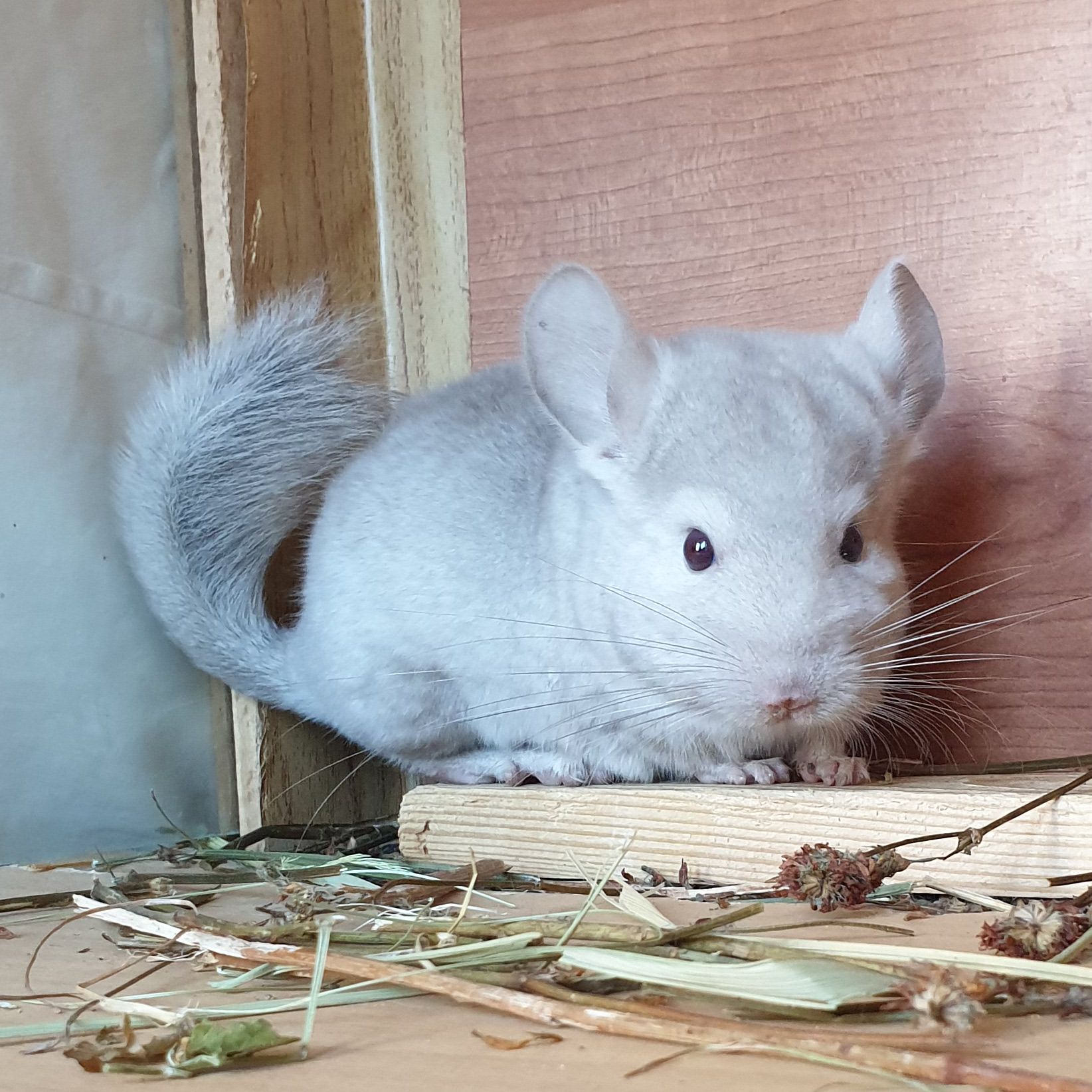 Маленький самец шиншиллы Бежевый носитель ангоры и фиолета