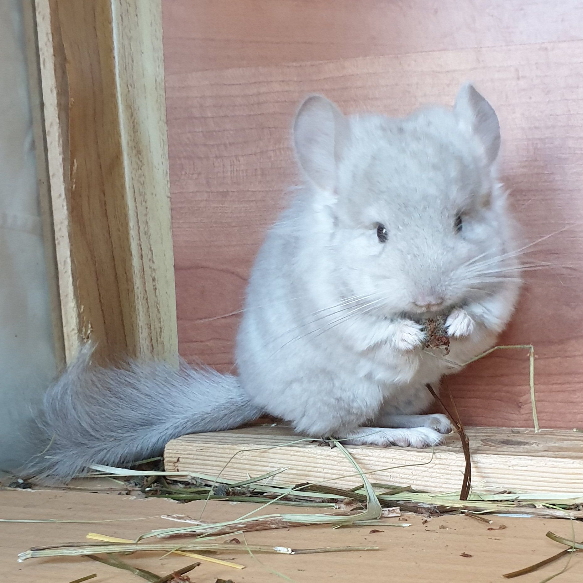 Маленький самец шиншиллы Бежевая ангора с "львиной гривой"