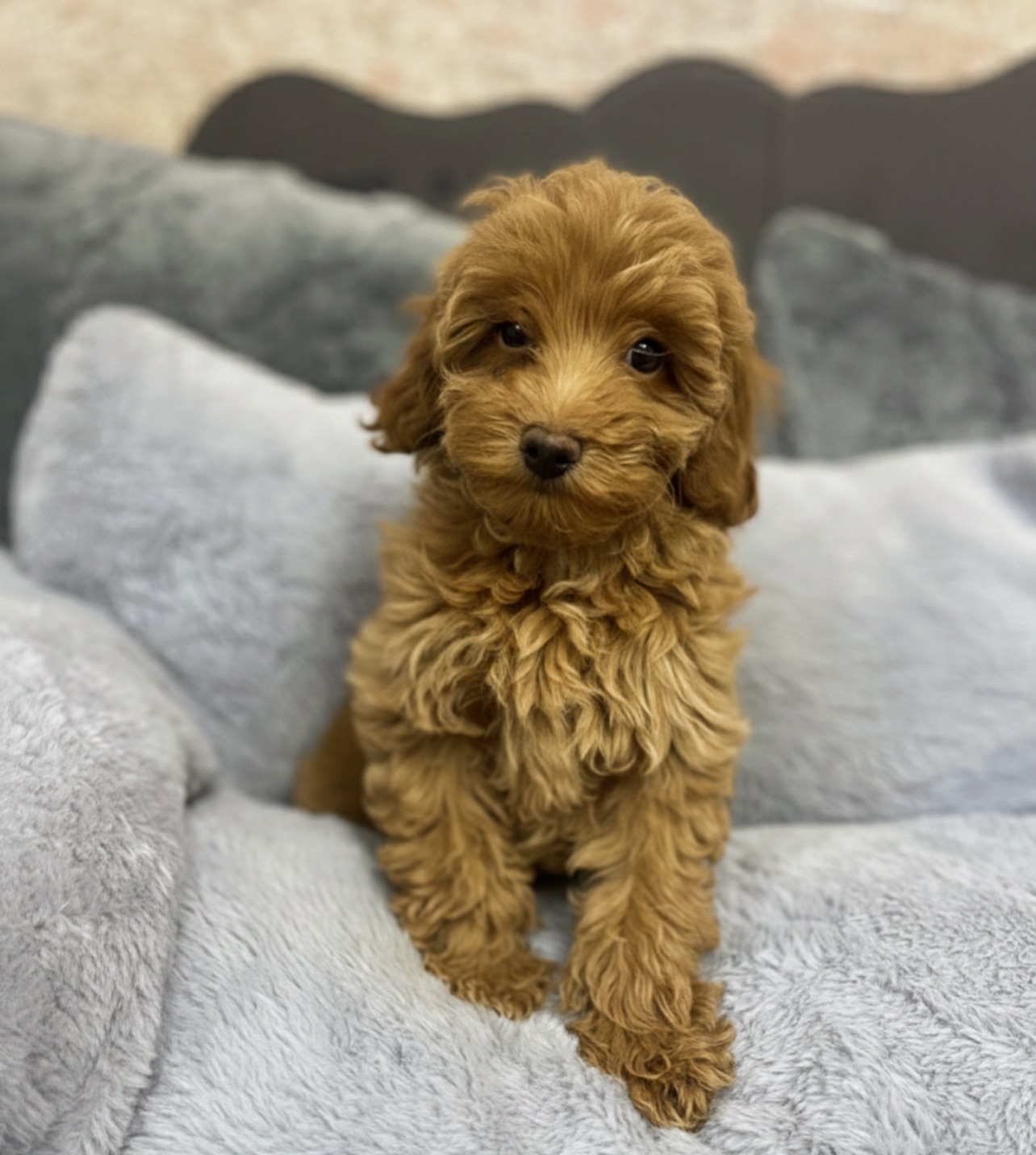 Малюки мальтіпу