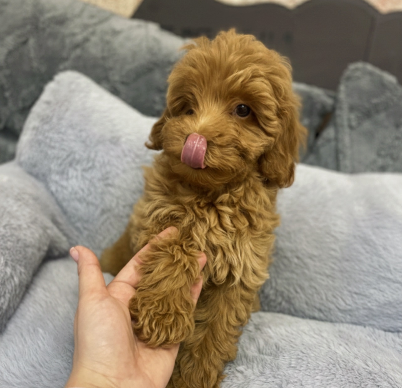 Малюки мальтіпу