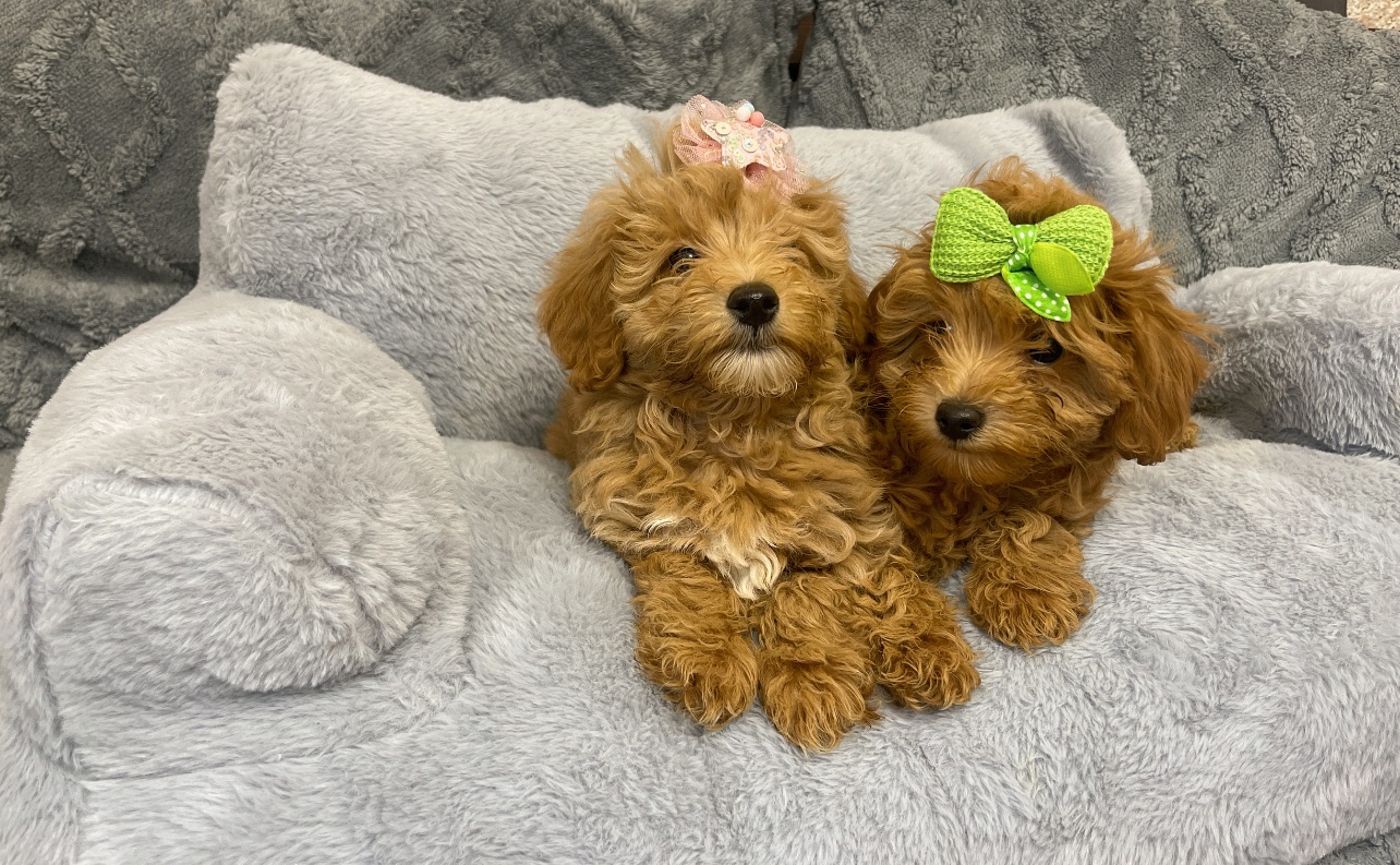 Малюки мальтіпу