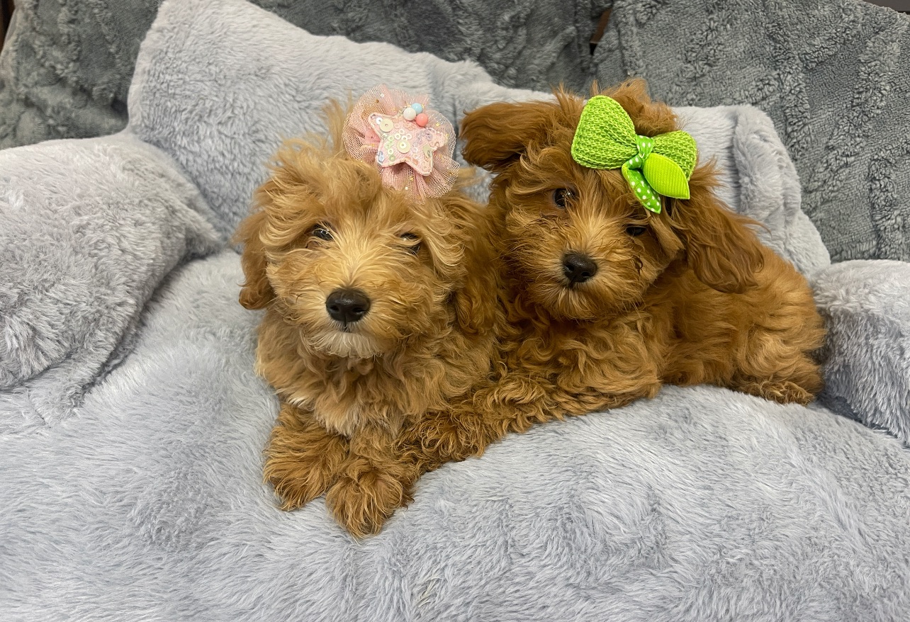 Малюки мальтіпу