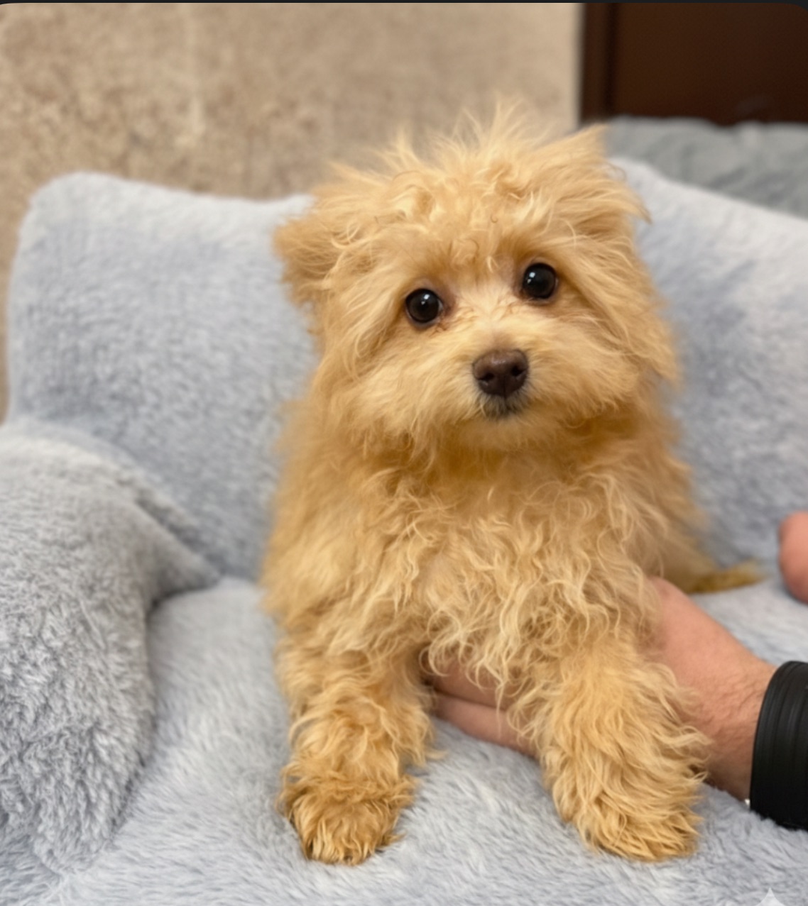 Манюні мальтіпу