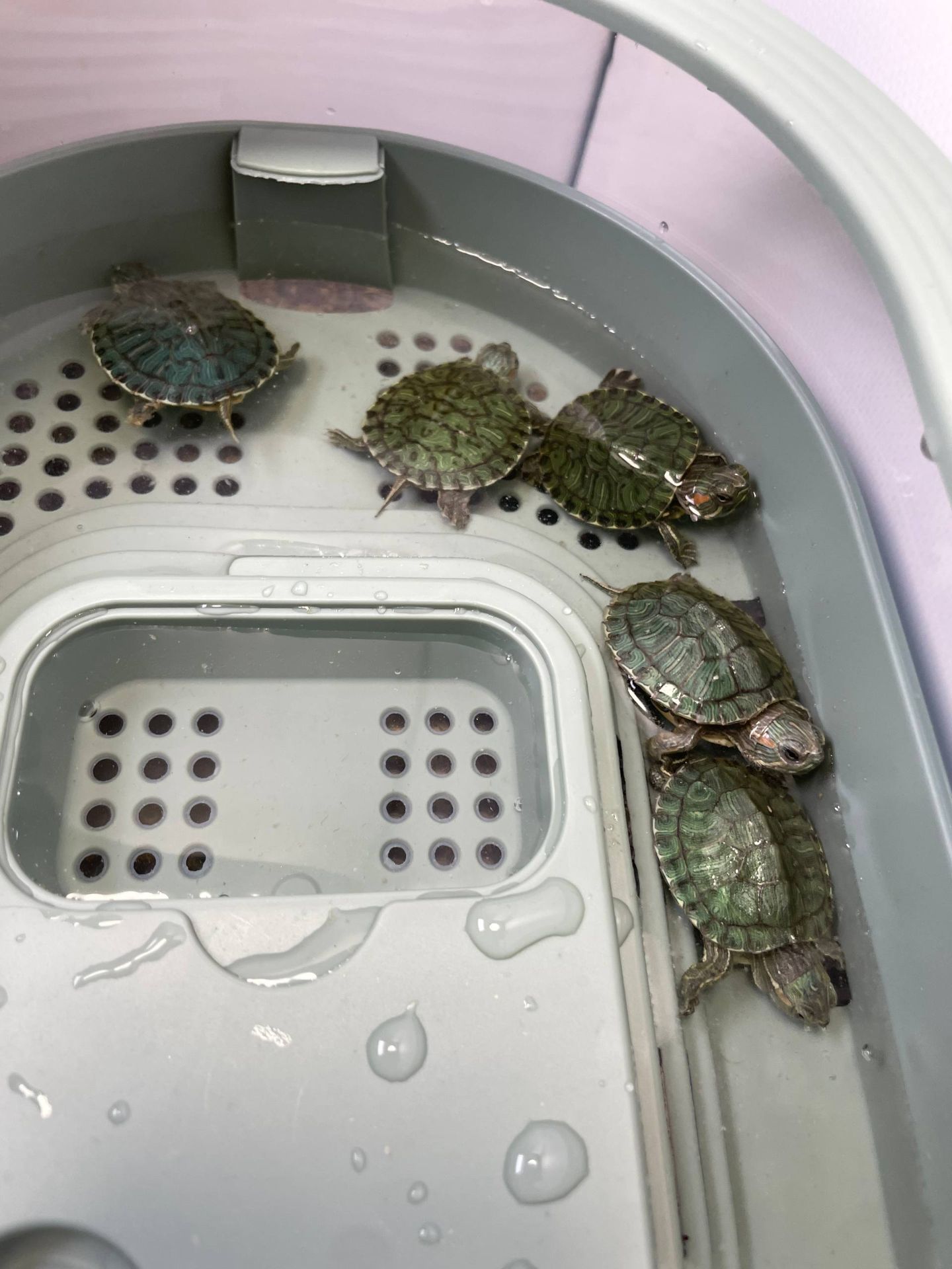 Черепашка червоновуха, черепаха домашня прісноводна, красноухая черепаха, маленька водяня черепаха