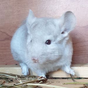 Маленький самец шиншиллы Бежевый носитель ангоры и фиолета