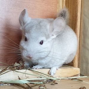 Маленький самец шиншиллы Бежевый носитель ангоры и фиолета