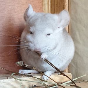 Маленький самец шиншиллы Бежевый носитель ангоры и фиолета