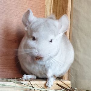 Маленький самец шиншиллы Бежевый носитель ангоры и фиолета