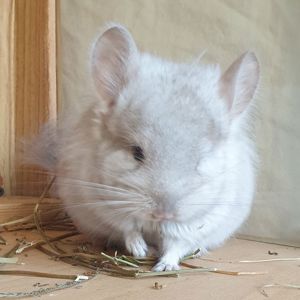 Маленький самец шиншиллы Бежевая ангора с "львиной гривой"