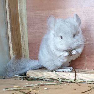 Маленький самец шиншиллы Бежевая ангора с "львиной гривой"