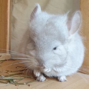 Маленький самец шиншиллы Бежевая ангора с "львиной гривой"