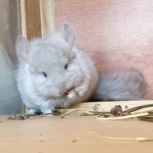 Маленький самец шиншиллы Бежевая ангора с "львиной гривой"