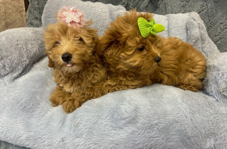 Малюки мальтіпу