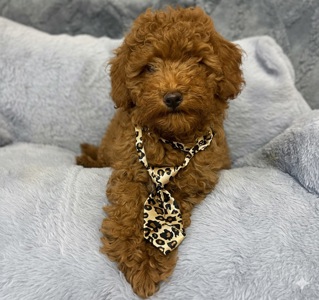 Хлопчик пудель