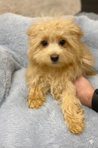 Манюні мальтіпу