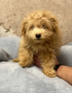 Манюні мальтіпу