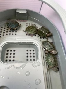 Черепашка червоновуха, черепаха домашня прісноводна, красноухая черепаха, маленька водяня черепаха