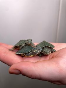 Черепашка червоновуха, черепаха домашня прісноводна, красноухая черепаха, маленька водяня черепаха