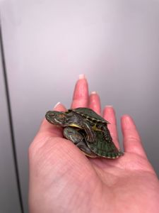 Черепашка червоновуха, черепаха домашня прісноводна, красноухая черепаха, маленька водяня черепаха