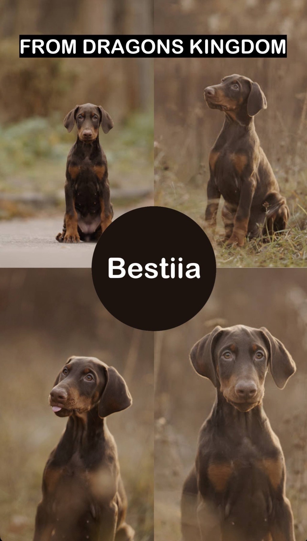 Цуценя добермана від титулованих батьків