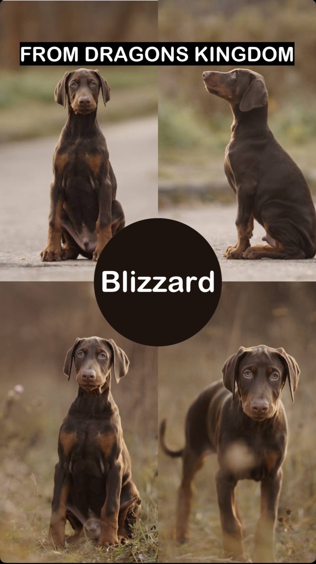 Цуценя добермана від титулованих батьків